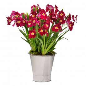 BUCKET CHROME DE LUX 13L